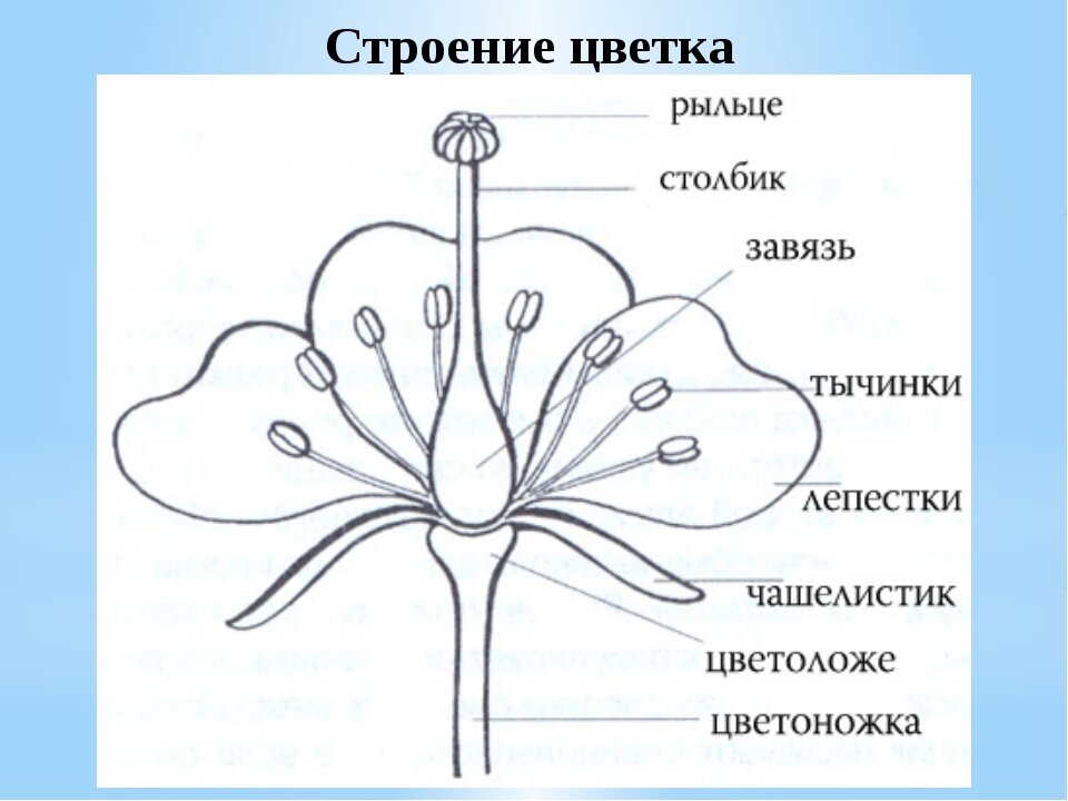 Строение цветка рисунок - 67 фото