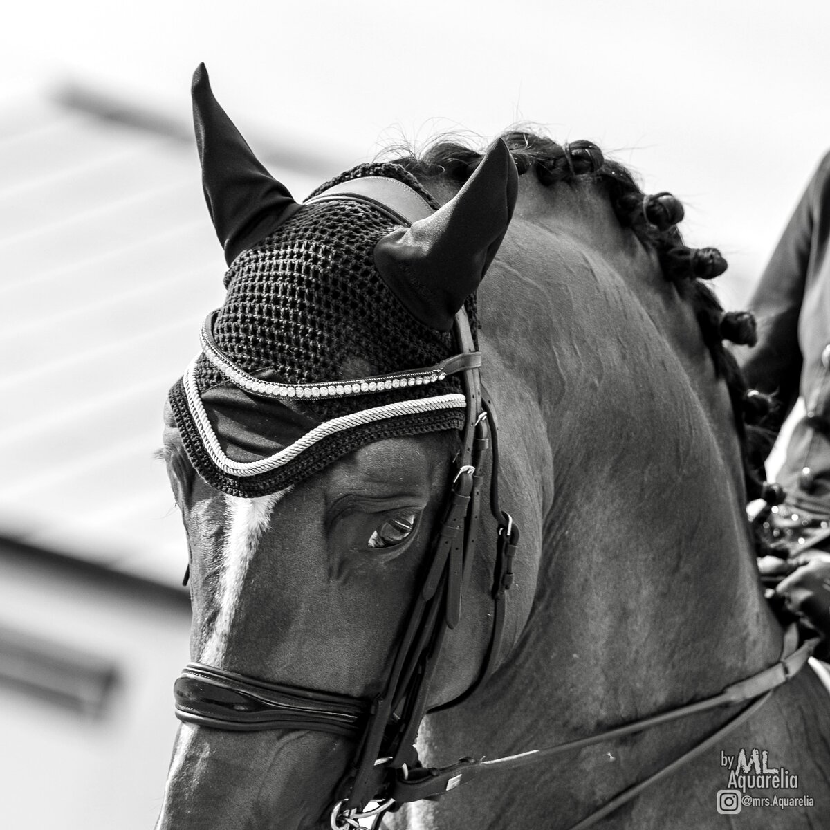 Этап кубка мира по выездке FEI, Нижний Новгород 2021 год.