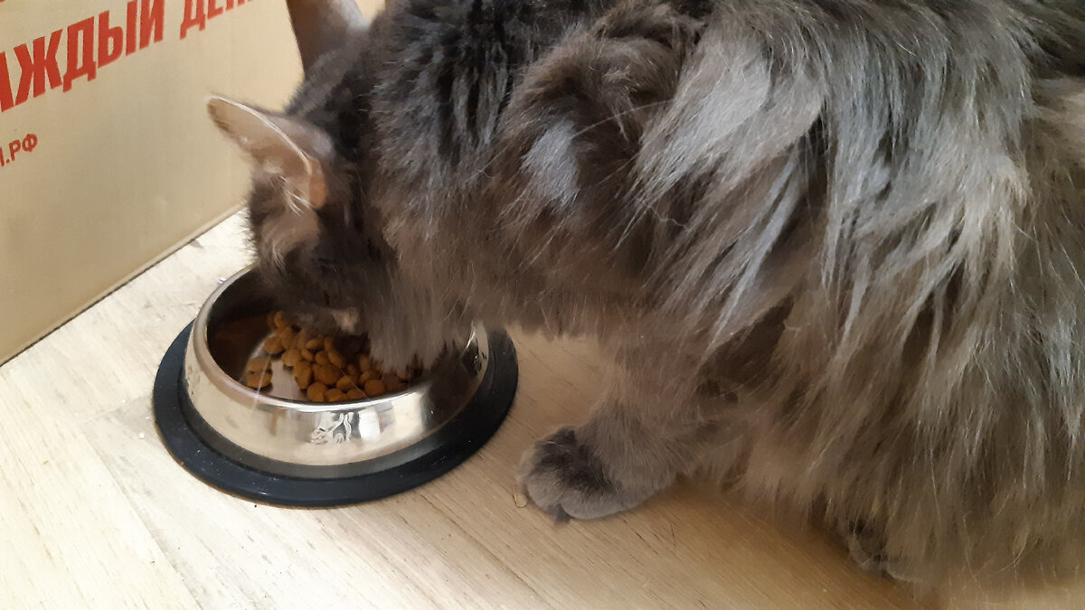 Максик трапезничает. Фото автора.