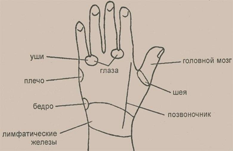 Тыльная сторона это. Стороны ладони. Стороны ладони название. Тыльная сторона ладони название. Обратная сторона ладони название.