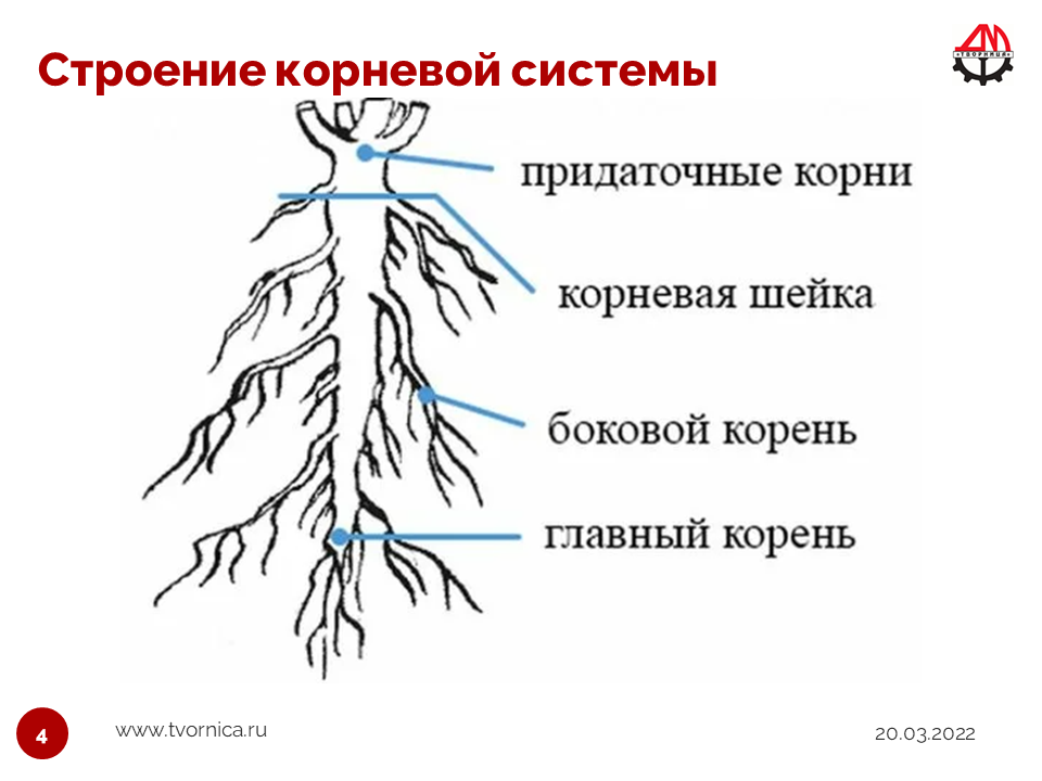 Переместилось корень. Строение корня стержневой системы. Схема стержневой корневой системы. Строение стержневой корневой системы.