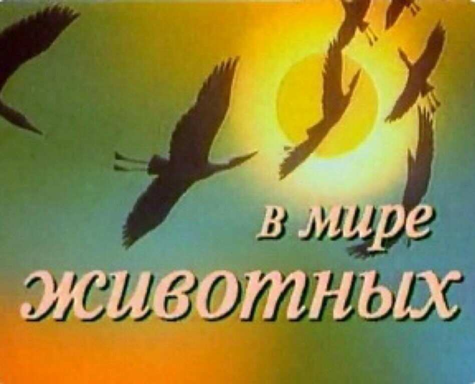 Передача была очень популярна в СССР.