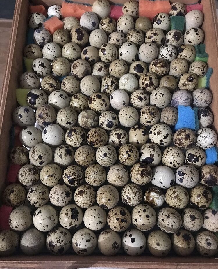 Яйца закладываются в шахматном порядке 