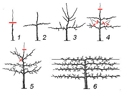 Как на этом фото, рисунок 2, только привязать к кольям, чтобы побеги остались в горизональном положении.. 