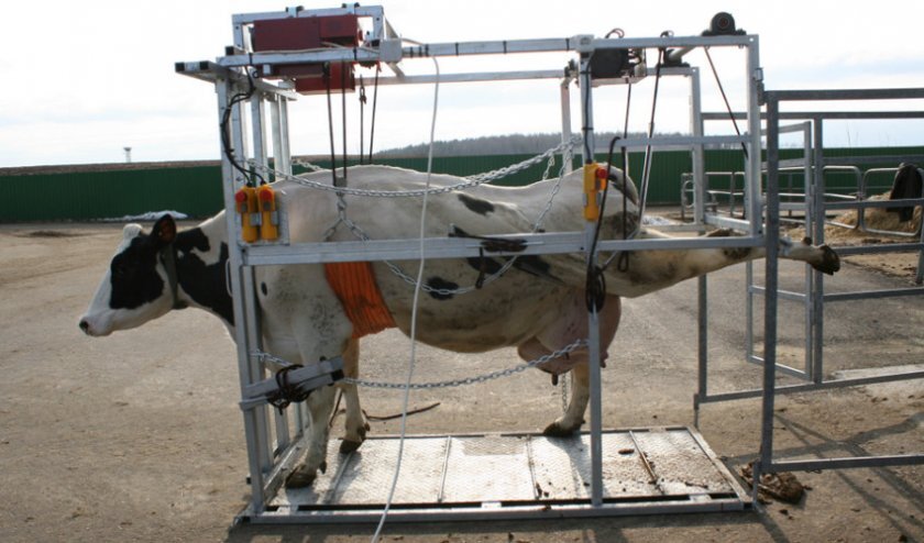 Фиксирующие станки помогут ускорить проведение процедур по очистке, обездвіжат животное, оградив от травмы человека. Кроме того, в современных моделях предусмотрен электрический или механический подъемник, с помощью которого зафиксировать буренку быстрее и проще.