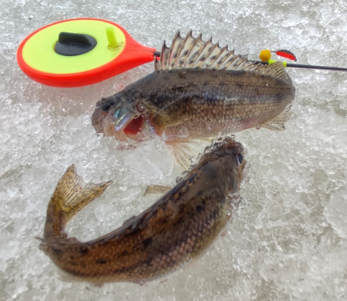 колючки пятнистые