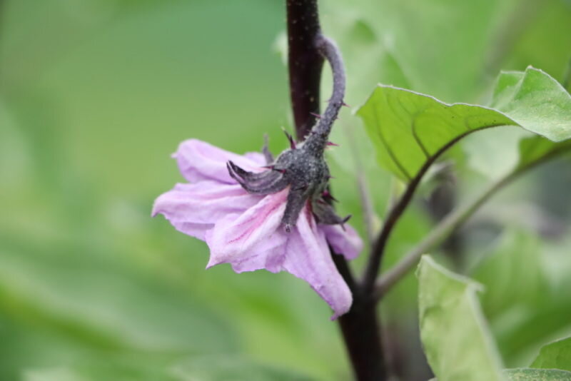 Иллюстрация для статьи используется по стандартной лицензии ©ofazende.com