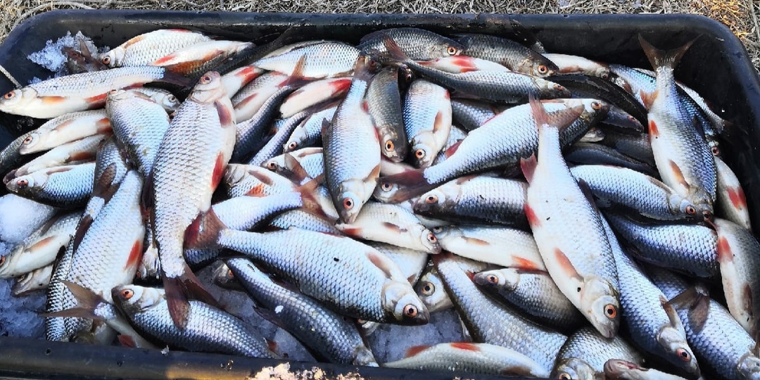 Топ- 3 самые удачные насадки на всю мирную рыбу