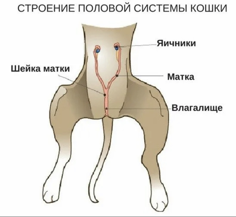 Матка (Uterus, histera, metra) у собак двурогая, состоит из шейки, тела и рогов. Шейка и тело матки короткие, рога длинные и служат плодовместилищем. Рога расходятся под острым углом, что придает матке форму рогатки. Размер рогов матки у собак сильно варьирует и зависит от размеров животного и физиологического состояния организма — стадии полового цикла и сроков беременности.