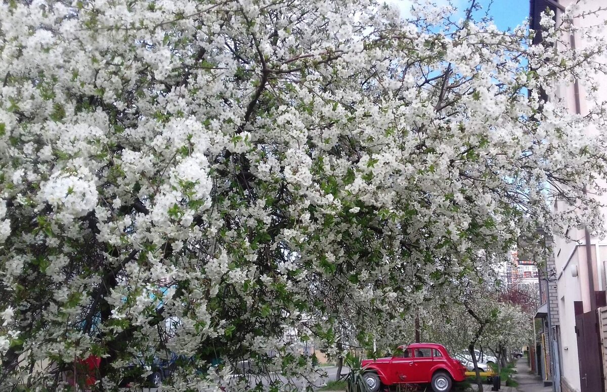 Масштабы дерева впечатляют. Ул. Лермонтова, Анапа