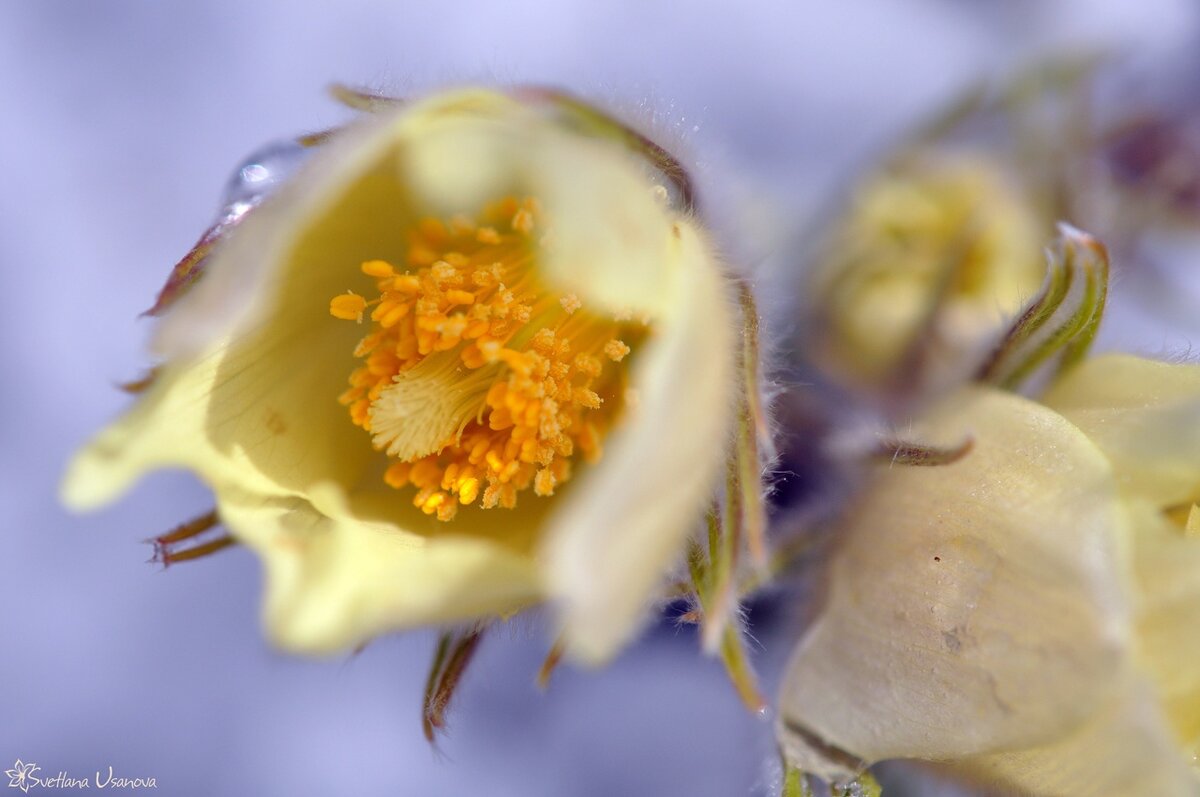 Прострел раскрытый (Pulsatilla patens L.) Фото Светланы Усановой.