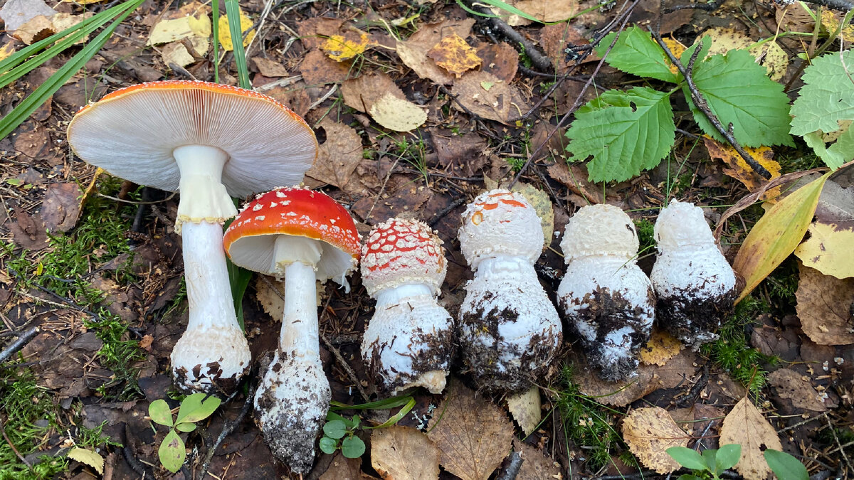 Мухомор красный  (Amanita muscaria).