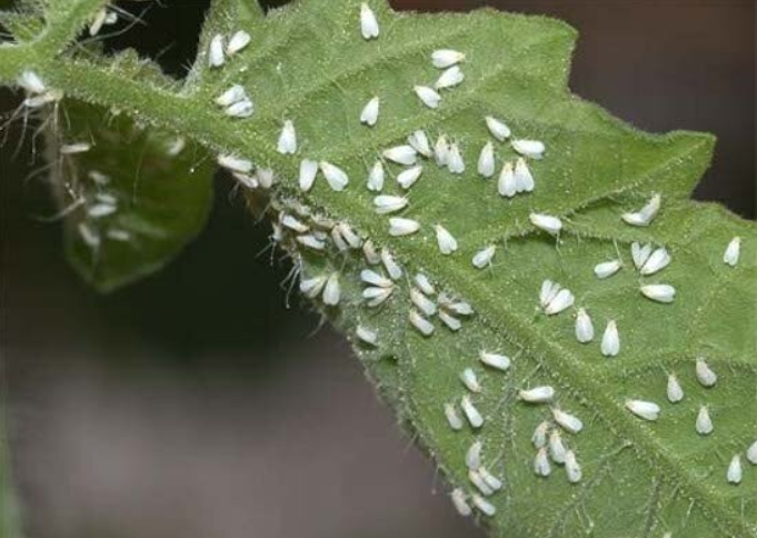 Белокрылка