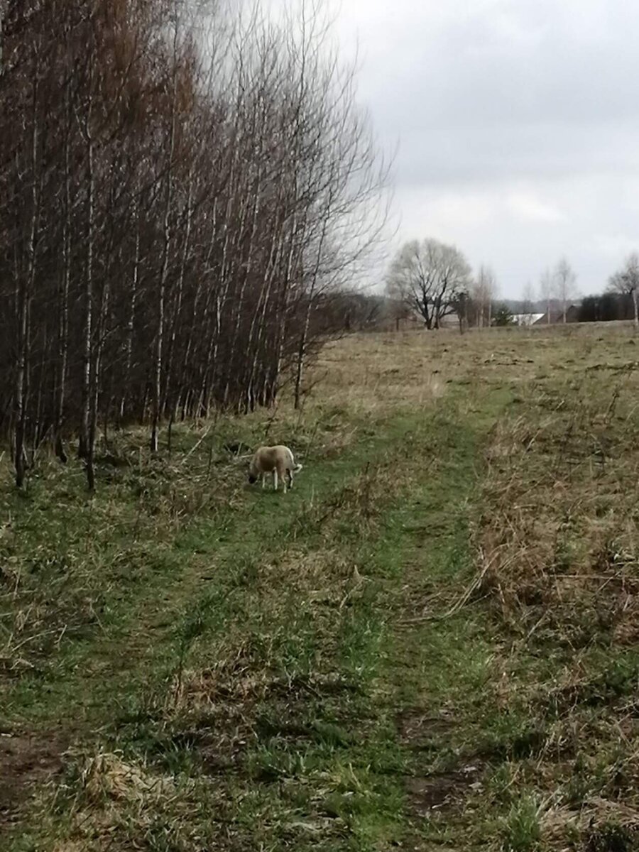 Наш ближний лес через дорогу от деревни. Крыши домов видны.