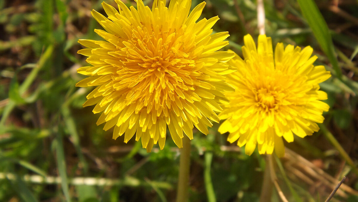 В МОСКВЕ ПОЧТИ ЛЕТО С +18, В КАРЕЛИИ МАЙ С +11, В МУРМАНСКЕ +1....ВОТ ОНА РОССИЯ.НО РАДУЮТ ПРОСТЫЕ КАРЕЛЬСКИЕ ПЕРВОЦВЕТЫ....