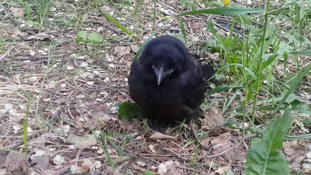 фото с сайта https://clck.ru/h7e6A