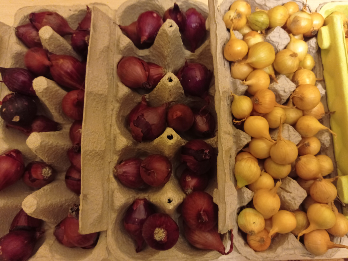 Это часть моих запасов лука севка Кармен красный и Штутгартен Ризен. Листайте галерею