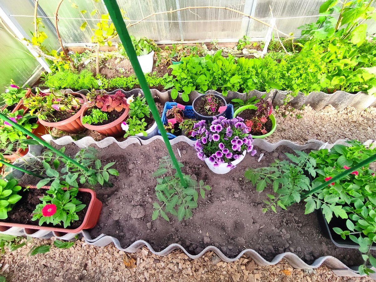 Цветы ждут хорошую погоду в теплице