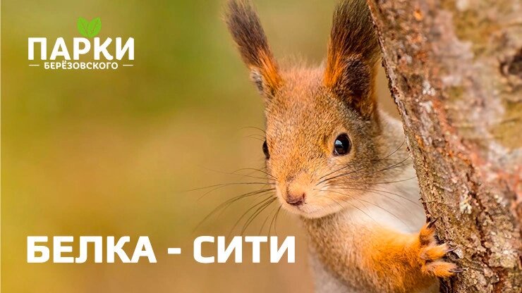 Проект Белка Сити. Источник: planeta.ru