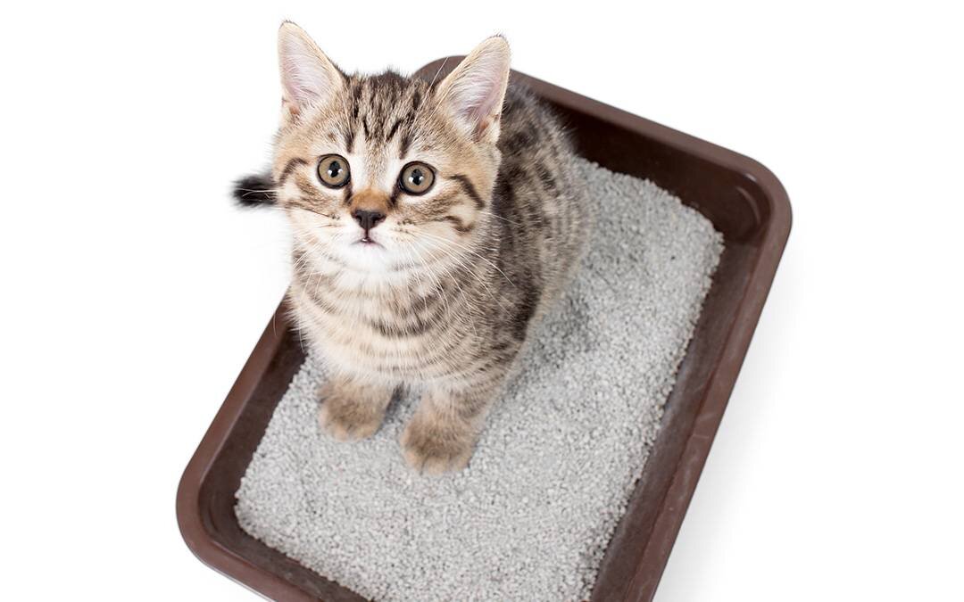 фото взято с Яндекс картинки