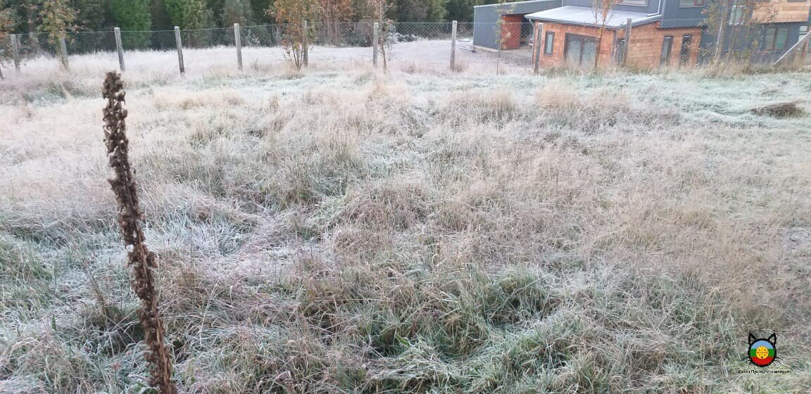 Фото от свекра - обледенелая трава