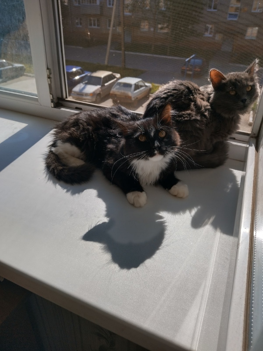 Вот таких котят тоже готовы принять в одном из пермских приютов. В Нефтекамске шансов нет. А если и есть, то сомнительна дальнейшая судьба. 