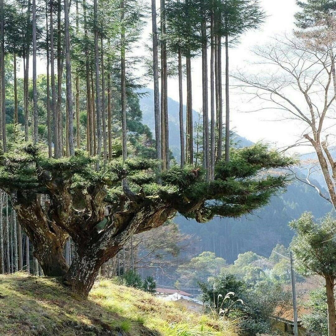 Криптомерия японская лес
