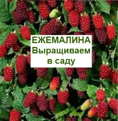 ежемалина выращивание