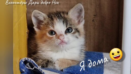 Котенка найденного в коробке забрали домой😀Ура! Осталось остальных пристроить! Kitten at home