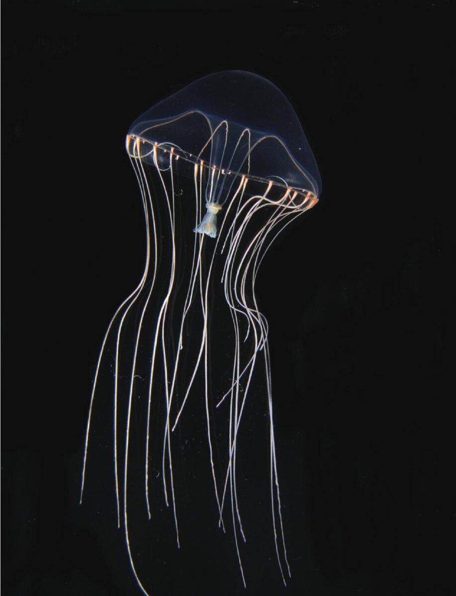 Фоторафия  Tima nigroannulata из статьи "Tima nigroannulata (Cnidaria: Hydrozoa: Eirenidae), a New Species of Hydrozoan from Japan", Zoological Science, 2021. 