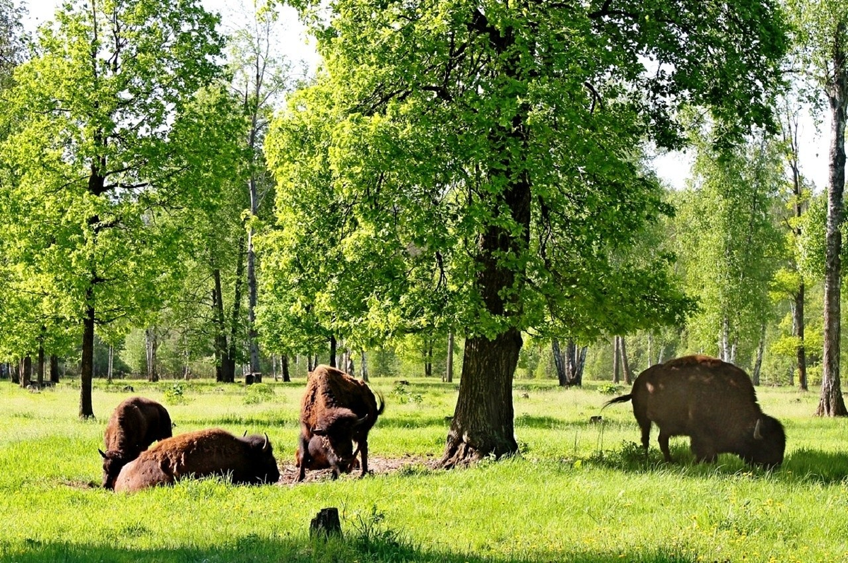Национальные парки подмосковья. Террасный заповедник Серпухов. Зубры в Подмосковье заповедник Серпухов. Приокский заповедник Серпухов. Приокско-Террасный биосферный резерват.