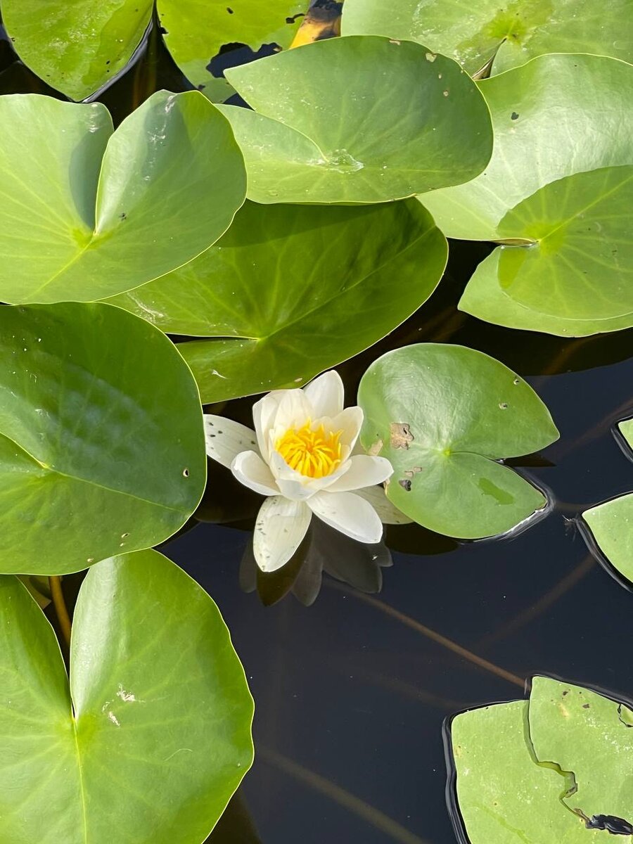 Лотос, фото автора. 2022