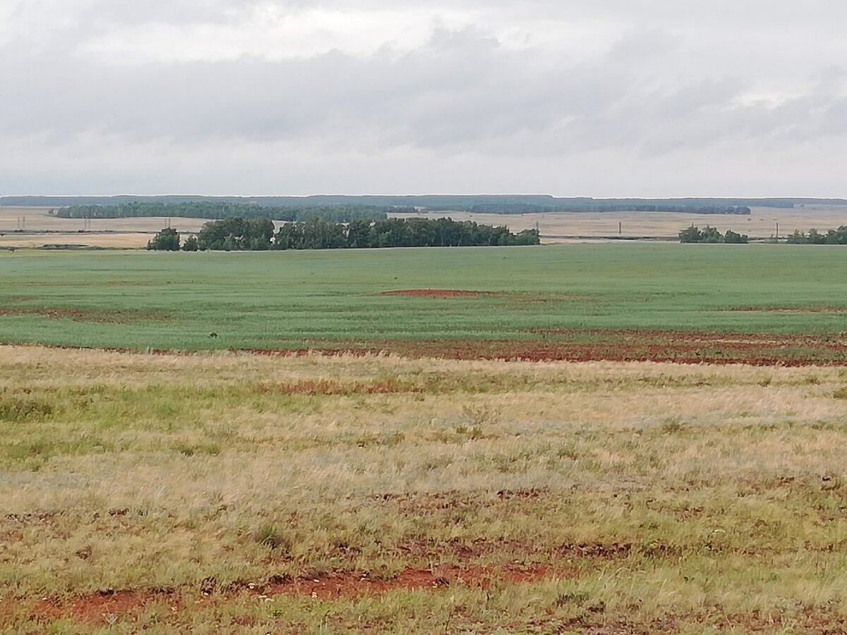 Сурчина в середине зеленого поля