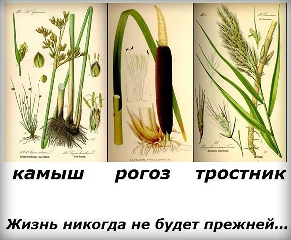 Фото с просторов интернета