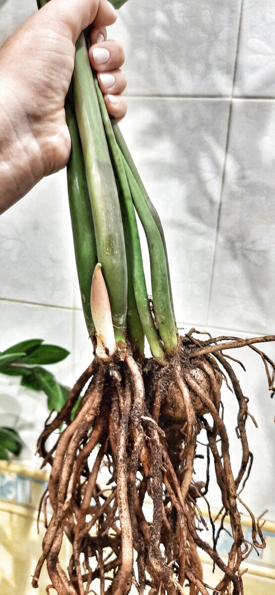 Будьте осторожны при размножении замиокулькаса. Сок растения имеет вещества, вызывающие раздражение кожи. Ещё хуже если он попадёт на слизистые или в глаза.