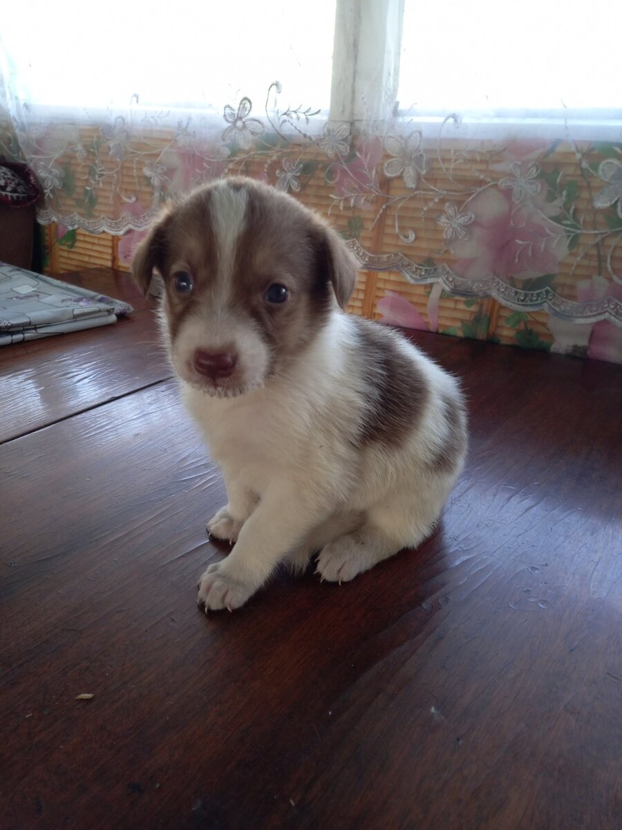 щенуля мальчик