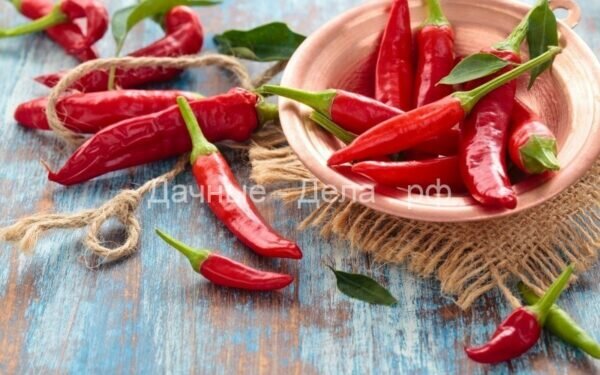    Фото: Shutterstock