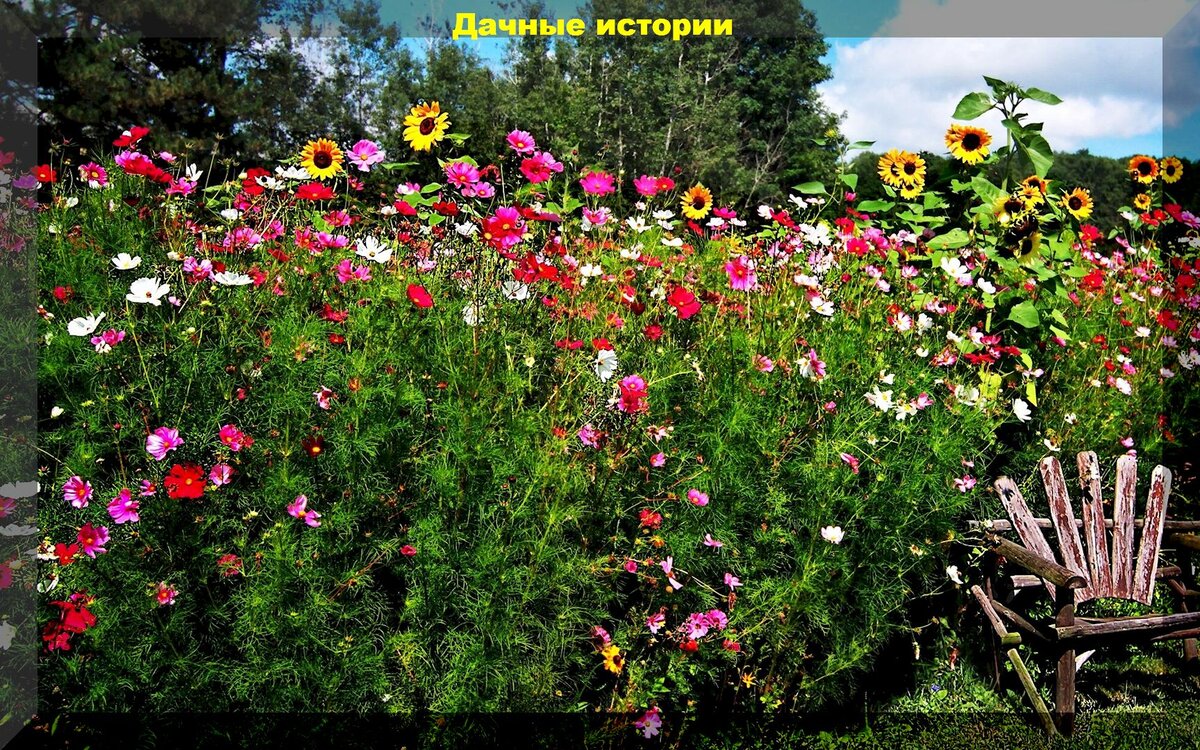 Космея - неприхотливый и яркий летник для вашего сада. Виды, условия, уход, разм