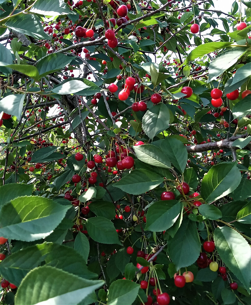 Сидоровская вишня.