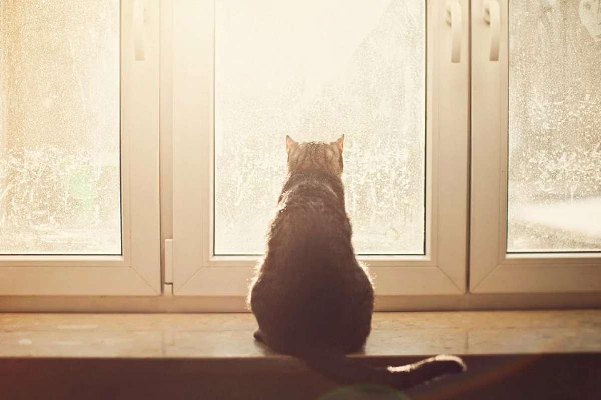 Песня ты меня не обнимал и домой. Кот ждет. Кошка на окне. Котик у окна. Кошки на окошке.