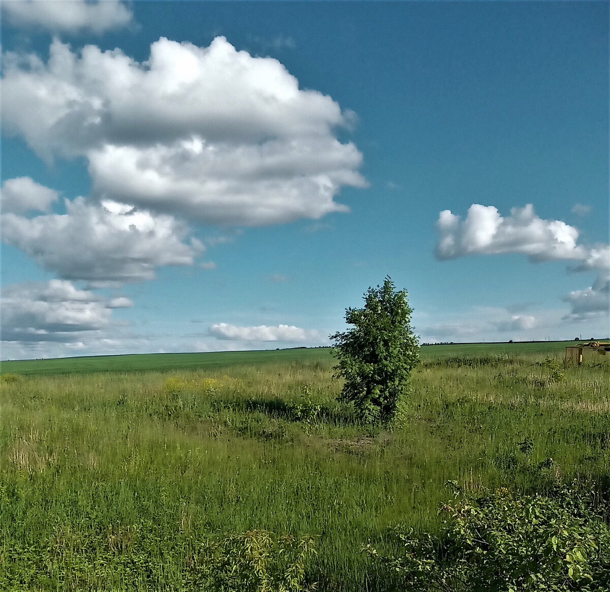 Одинокая яблонька в поле. Фото автора канала.