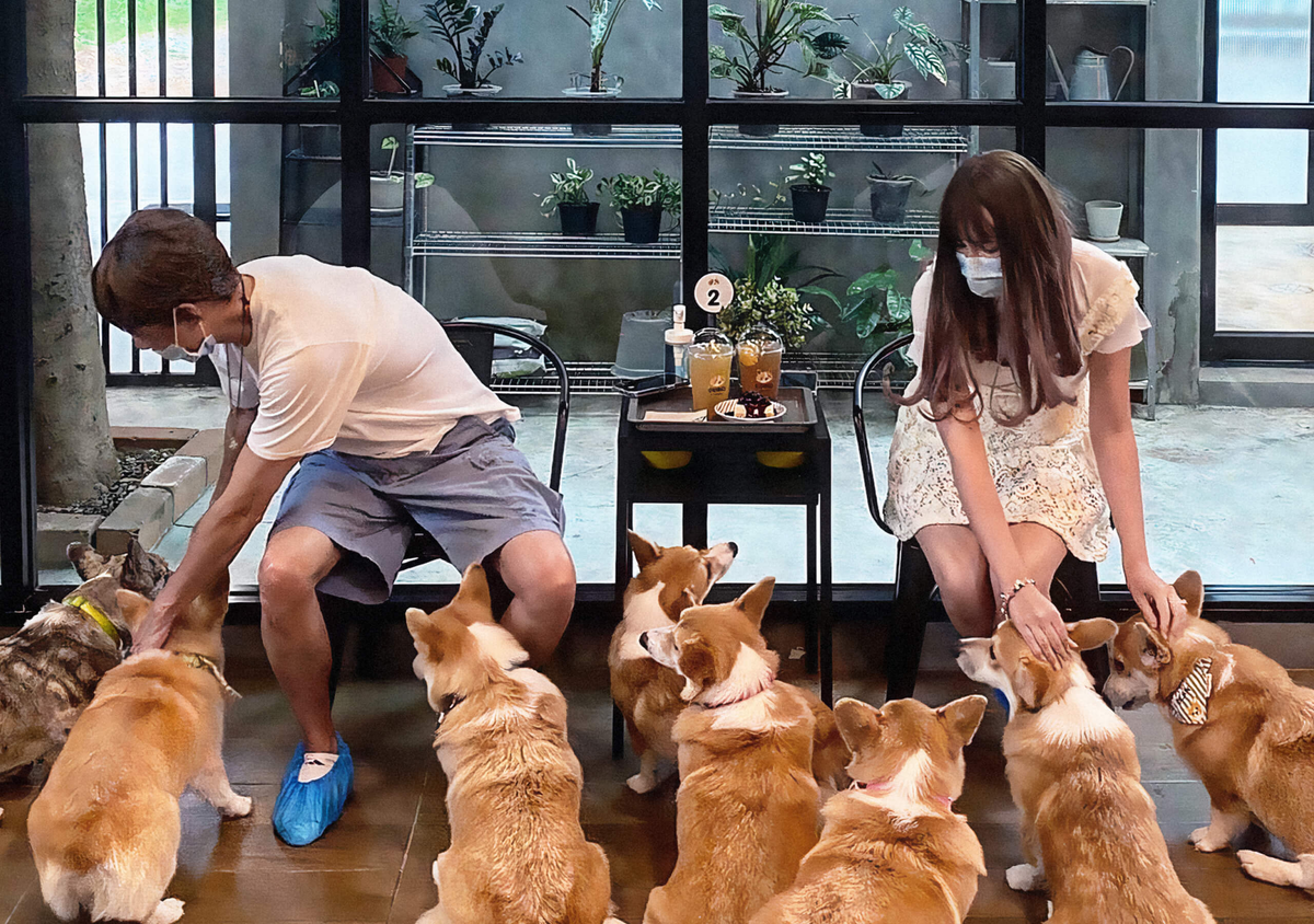 Почему кафе с животными — опасное и жестокое развлечение | Проект +1 | Дзен