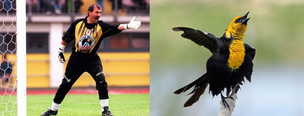 Золотой Диван ведёт исследовательскую работу