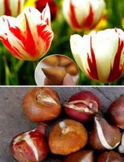 тюльпаны луковичное растение