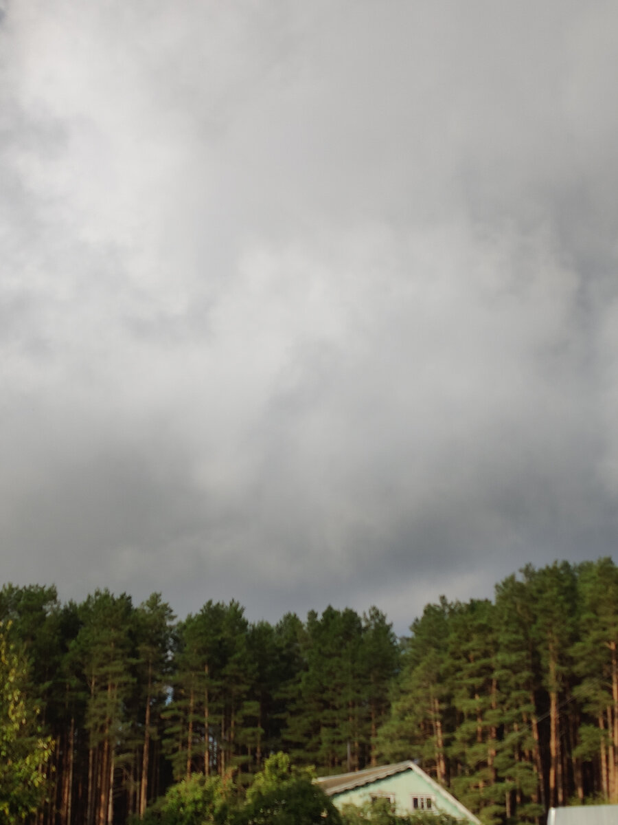 Фото автора из окна кухни: за соседним домом начинается лес.