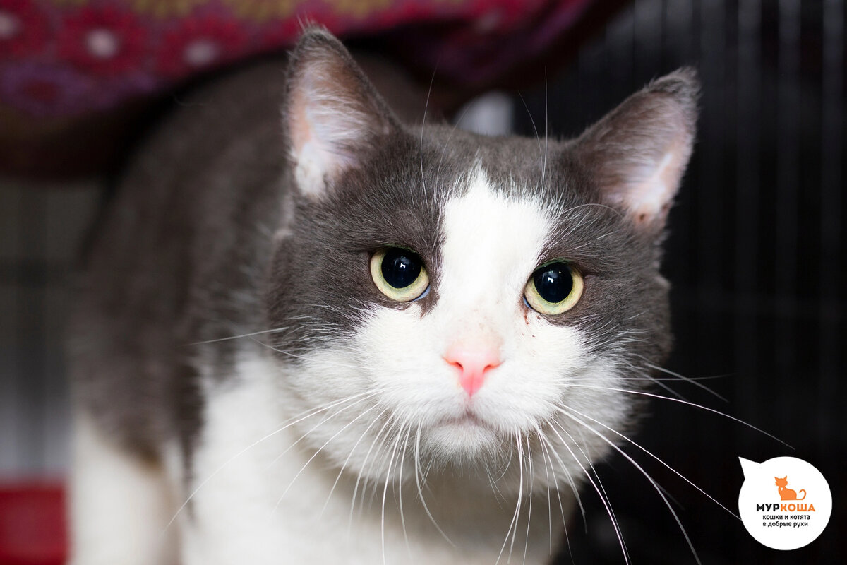 Нерон жил возле офиса на метро Китай-город.