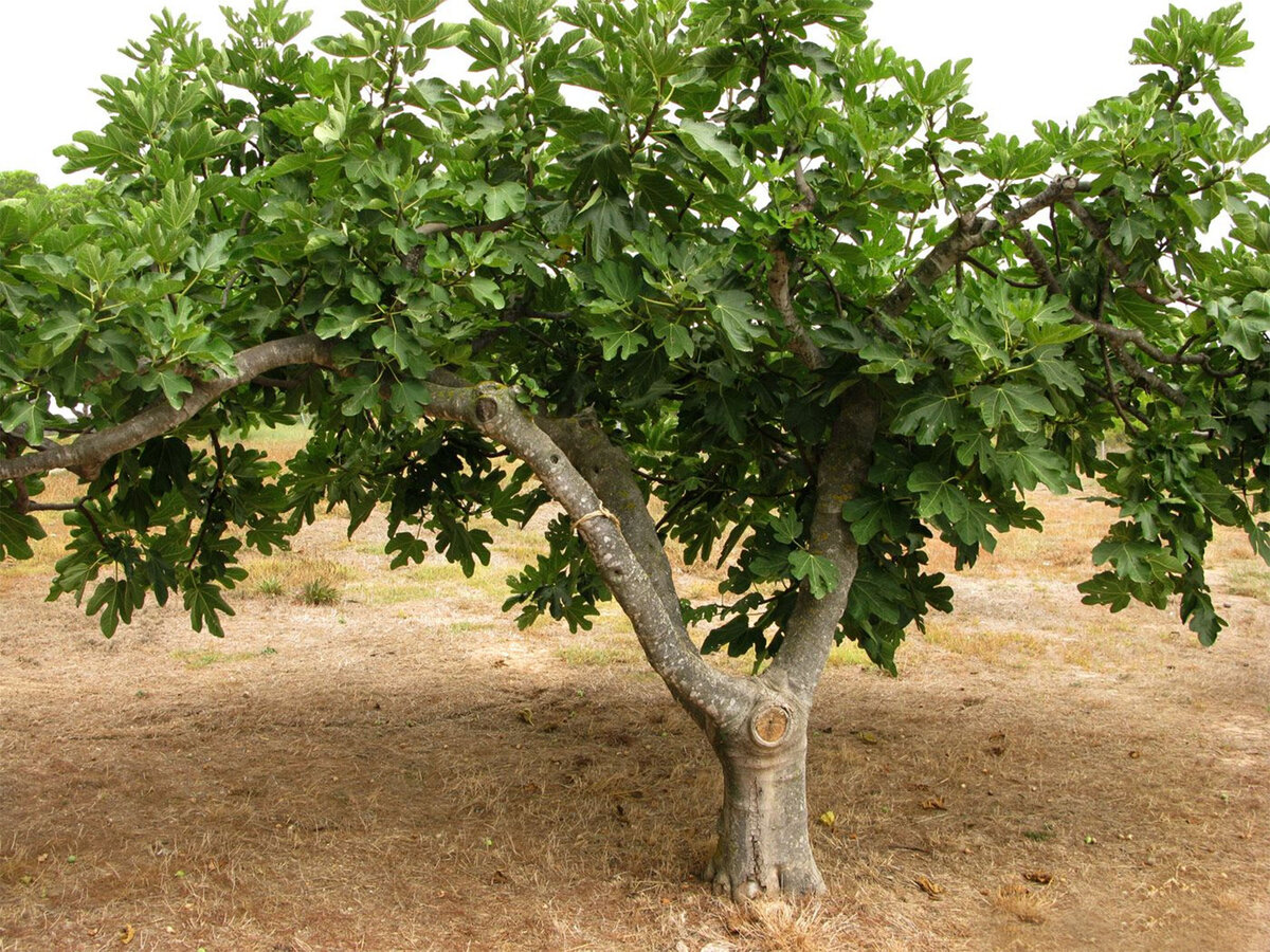 Инжир фиговое дерево