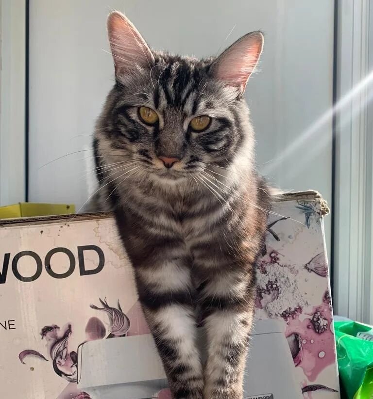 Коты на заводе. Кот шахтер рисунки. Кот шахтер мем. Бушин котик шахтер. Кот шахтер.