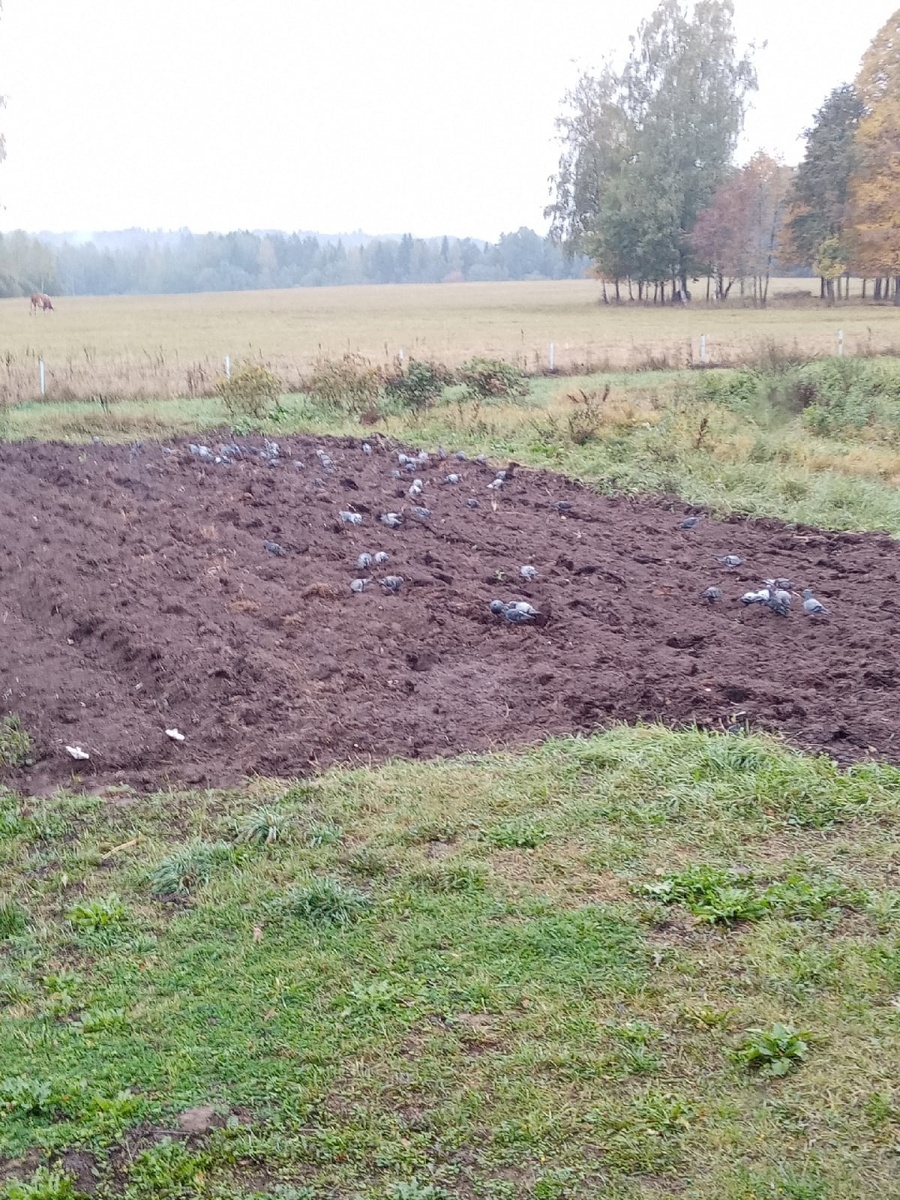 Сразу извините за качество фото, снимал первым, что попалось под руку