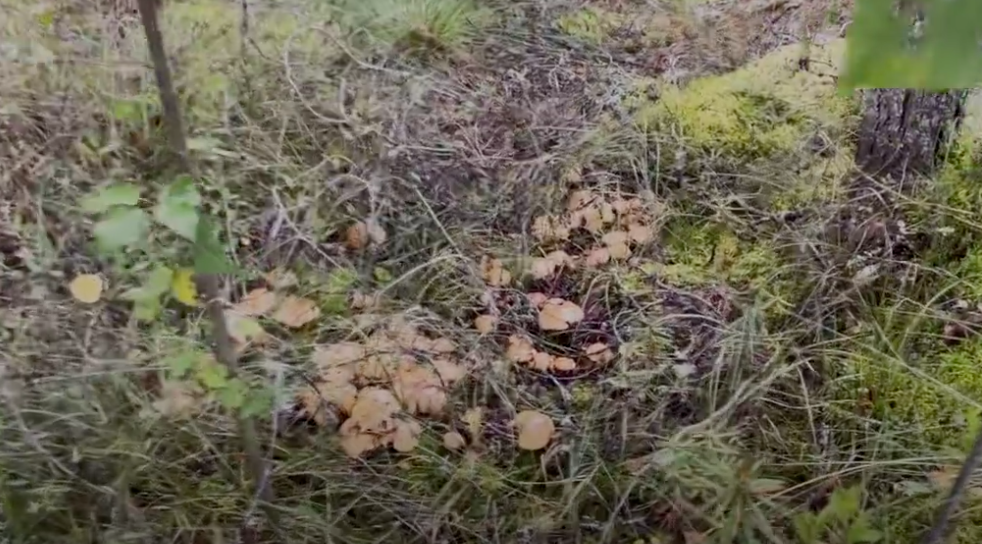 Скрин с видео, которое ниже. Почему то не сделала фото этих изобильных грибов.